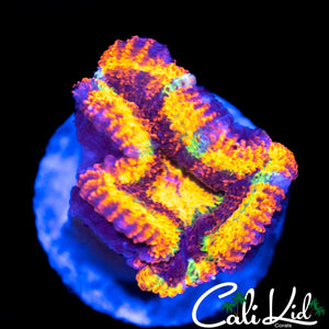 Rainbow Acan Lord