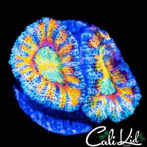 CK Wonder Wheel Acan Double