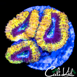 CK Golden Jewel Acan Triple