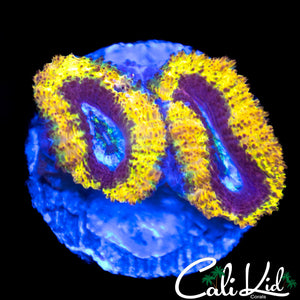 CK Golden Jewel Acan Double