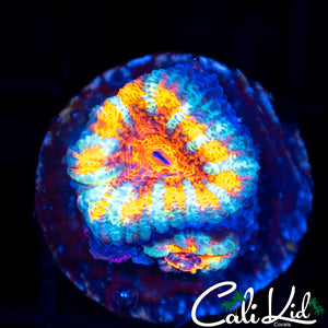 Insane Rainbow Acan Double