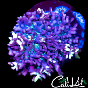 CK Magneto Mushroom