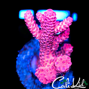 Hyper Pink Milli Chunk