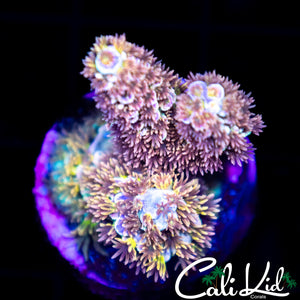 Insane Rainbow Tenius
