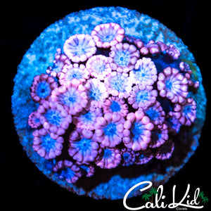 Bi Color Alveopora