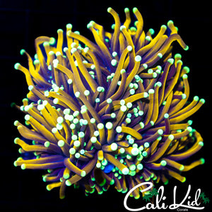 Honey Comb Torch Mini Colony