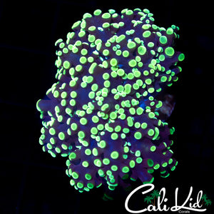 Ultra Frogspawn