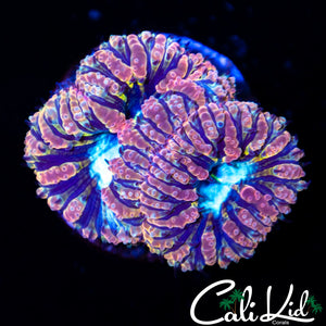 Speckled Blasto Double