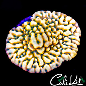 Rainbow Phoenix Monti Chunk
