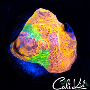 Cali Crush Chalice