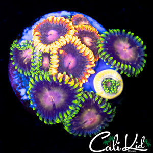Assorted Zoa Colony
