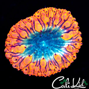 Orange Rim Bubble Blasto