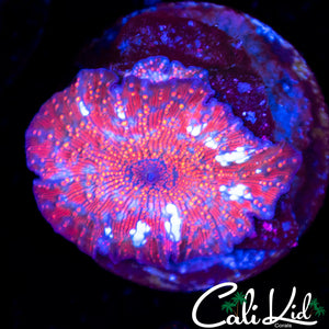 Watermelon Disco Shroom
