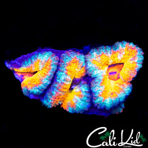 Asian Acan Triple