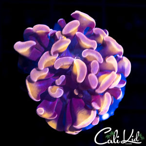 Purple / Gold Branching Hammer