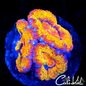 CK Grand Daddy Kush Triple