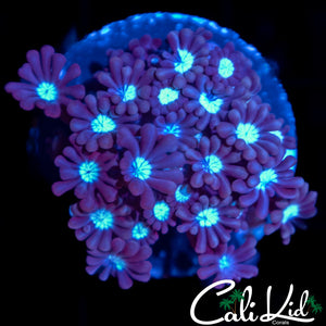 Black Orchid Goni