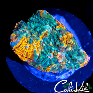 CK Grafted Convict Chalice