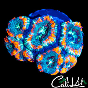 Asian Acan Mini Colony