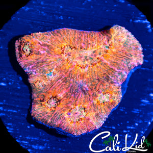 Soloman Island Rainbow Chalice Chunk