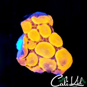 CK Bubonic Monti