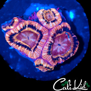 Rare Asian Acan Quad