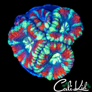 Superman Asian Acan Quad