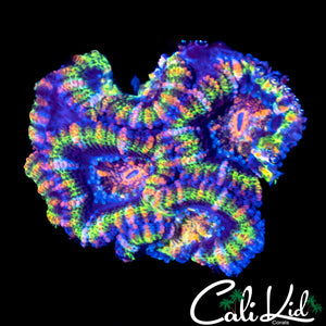 Ultra Rainbow Acan Quad