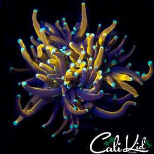 Aquacultured Indo Gold Torch