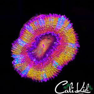 Insane Rainbow Acan Lord