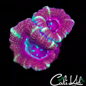 Asian Acan Double