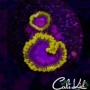 Stiggy Marley Double