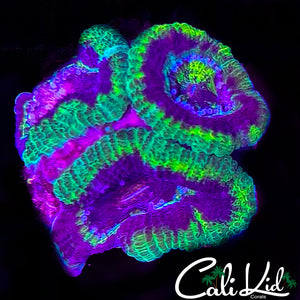 Rasta Type Acan Triple