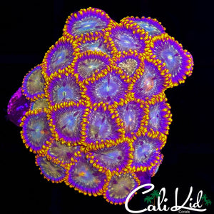 Ultra Zoa Colony