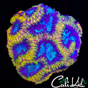 Yellow Submarine Favia