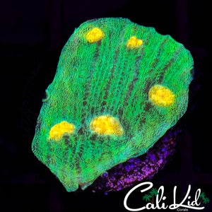 Space Invader Chalice