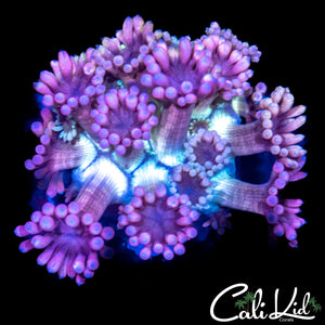 Insane Bi Color Goni