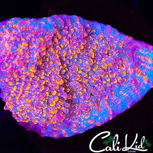 Burning Embers Chalice Chunk