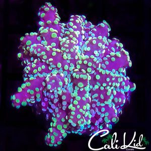 Rainbow Branching Octospawn