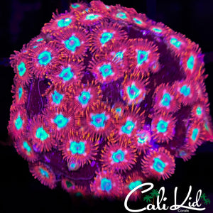 Ultra Zoa Colony