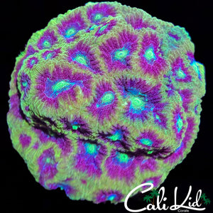 JF Goldrush Favia Colony