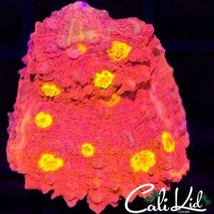 Yellow Eye Ultra Chalice