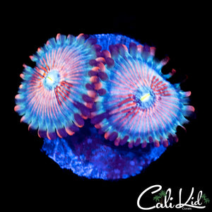 CB White Zombie Double
