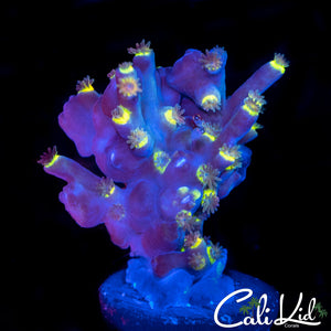 Rainbow Speciosa Frag