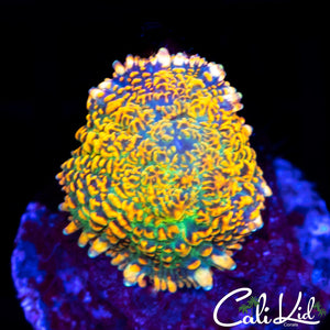 Rainbow Rhodactis