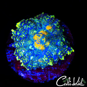 Ultra Rainbow Rim Rhodactis