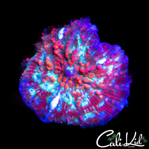 Watermelon Disco Shroom
