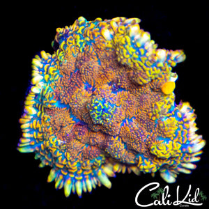 Ragin Red Rhodactis