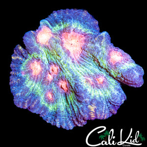Rainbow Pectinia Frag
