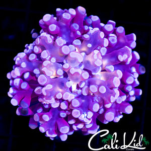 Purple Frogspawn